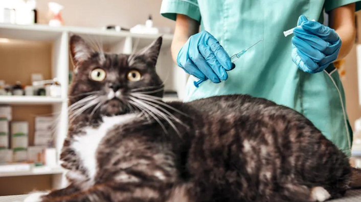 美國大猩猩也中招了！要給它們打新冠疫苗嗎？