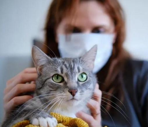 美國大猩猩也中招了！要給它們打新冠疫苗嗎？