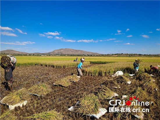 中國雜交水稻助力馬達加斯加提高糧食産量_fororder___172.100.100.3_temp_9500033_1_9500033_1_1_817039eb-1d6a-46cb-b9b0-2289cfe4b57f
