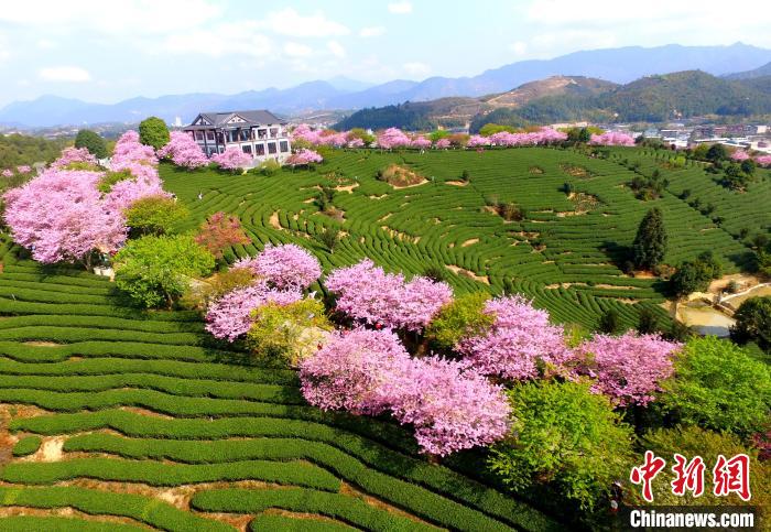 航拍臺品櫻花茶園。　王東明 攝