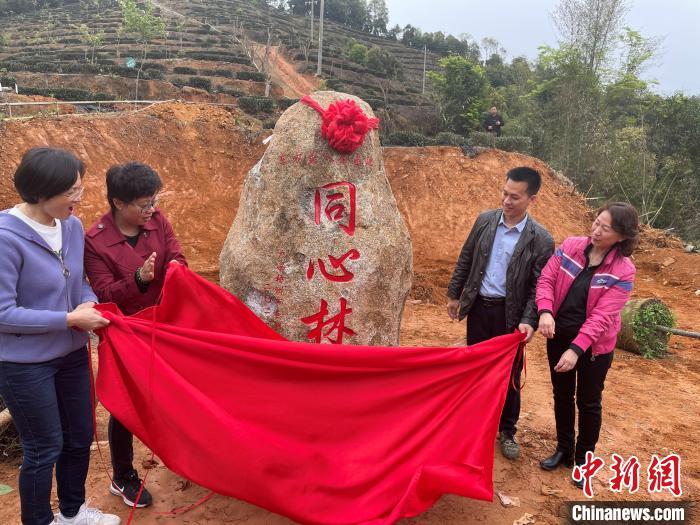 在東方美人茶基地建立的“同心林”揭牌。廣西梧州市台辦供圖 廣西梧州市台辦供圖 攝