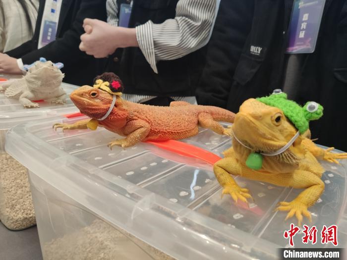 “心有靈蜥”項目為參展者帶來了幾隻溫順的蜥蜴。　林玲 攝