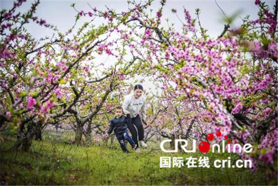 中國春分遇上國際幸福日 幸福如花般綻放_fororder_河南省光山縣邱大灣村，桃花園裏幸福多1【攝影：杜青】