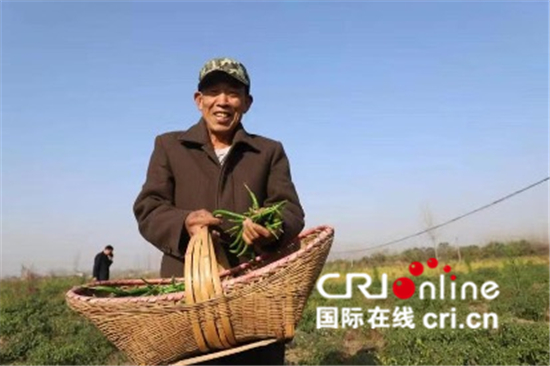 中國春分遇上國際幸福日 幸福如花般綻放_fororder_信陽市龍崗村貧困戶張大爺靠在合作社種植辣椒、打零工，一年能掙12000元【攝影：代盼盼】