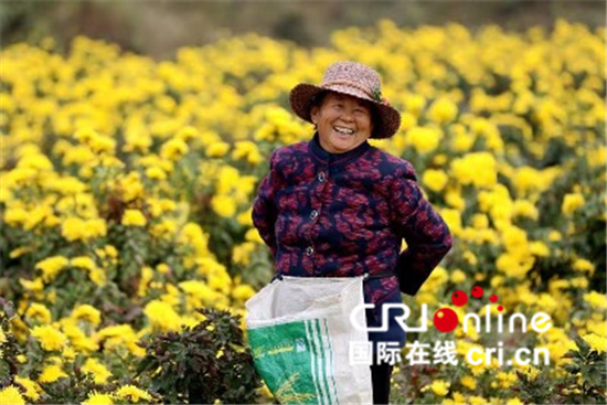 中國春分遇上國際幸福日 幸福如花般綻放_fororder_信陽市平橋區京東家庭農場的種植基地，村民趁著晴好天氣採菊、採辣椒【攝影：米潔】