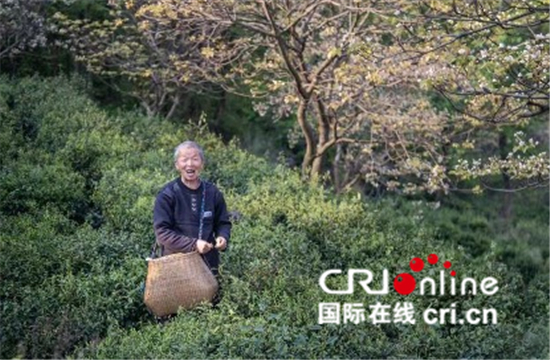 中國春分遇上國際幸福日 幸福如花般綻放_fororder_信陽市商城縣盧店採茶人---桐花盛開，茶農與遊人分享高山茗茶【攝影：余敦梅】